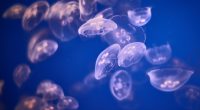 Underwater Jellyfishes 4K 5K1637214828 200x110 - Underwater Jellyfishes 4K 5K - Underwater, Jellyfishes, Chincha